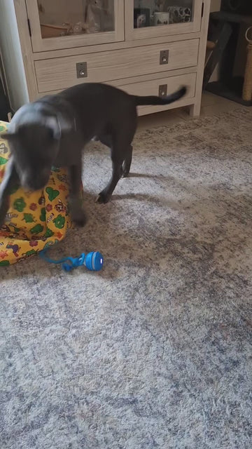 Carpet playtime