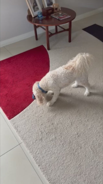A playful little surprise
